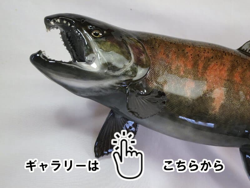 魚類剝製工房│東海釣魚堂