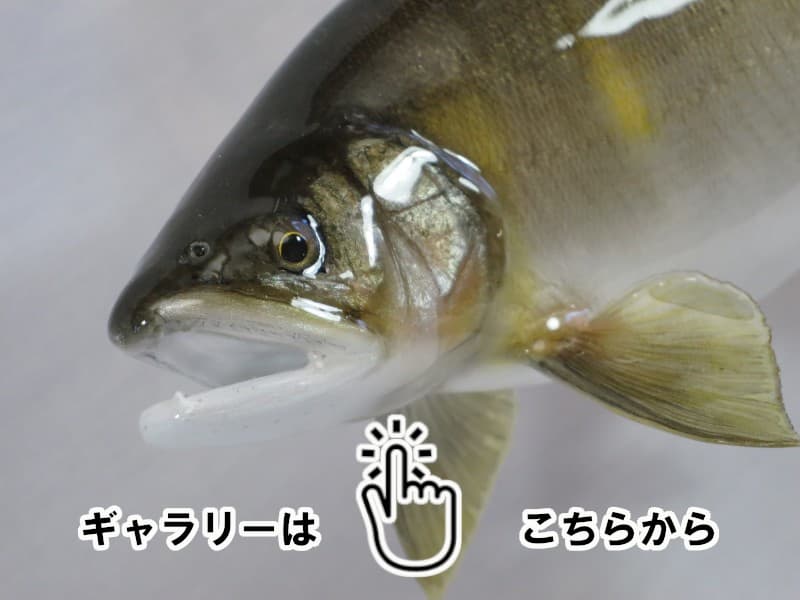 魚類剝製工房│東海釣魚堂