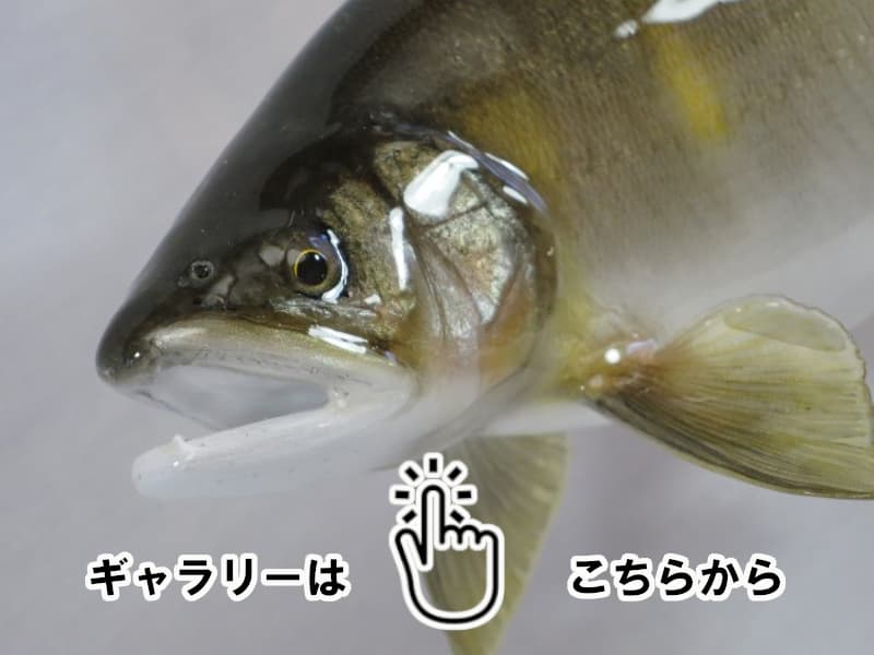 魚類剝製工房│東海釣魚堂