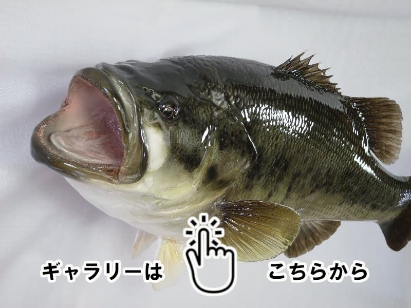 魚類剝製工房│東海釣魚堂