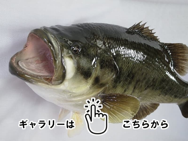 魚類剝製工房│東海釣魚堂