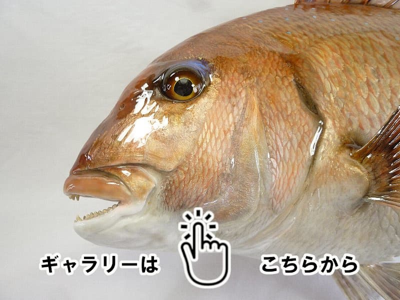 魚類剝製工房│東海釣魚堂