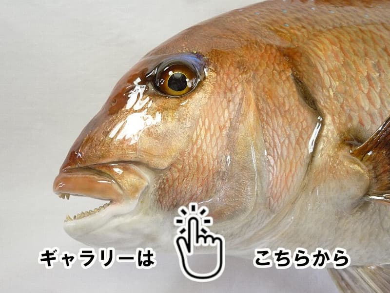魚類剝製工房│東海釣魚堂