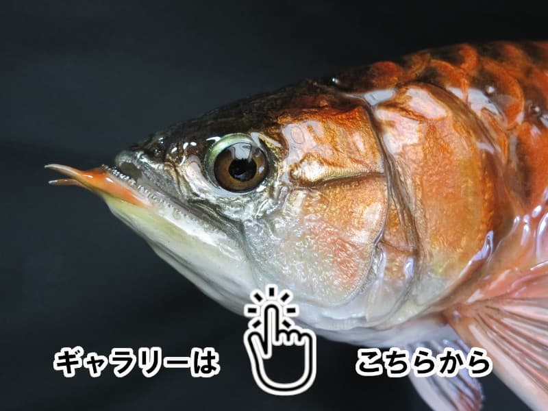 魚類剝製工房│東海釣魚堂