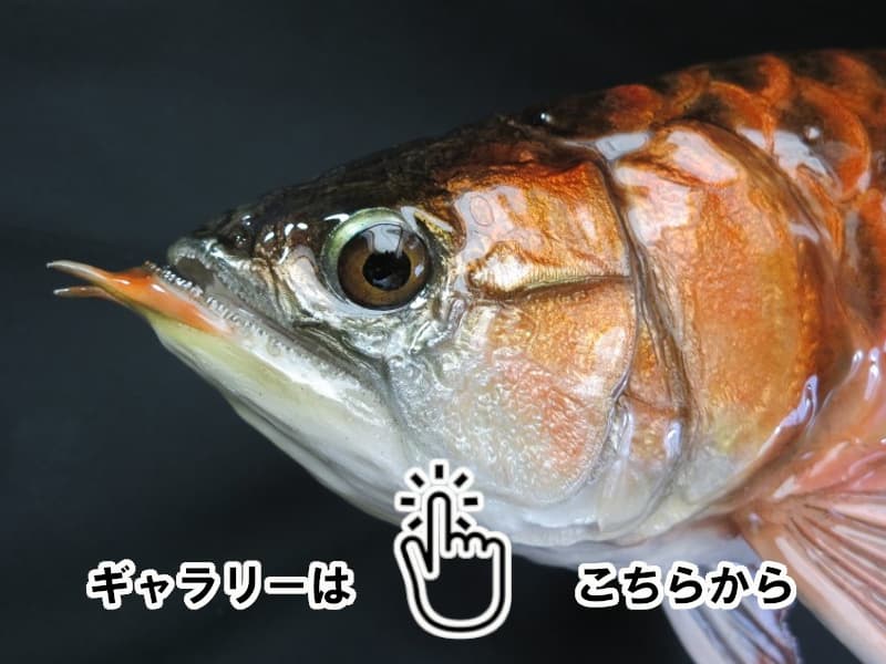 魚類剝製工房│東海釣魚堂