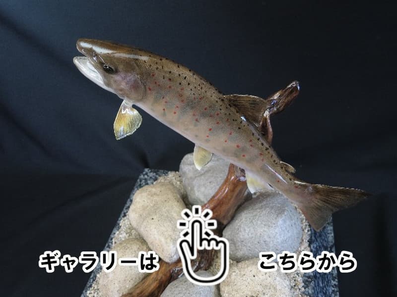 魚類剝製工房│東海釣魚堂