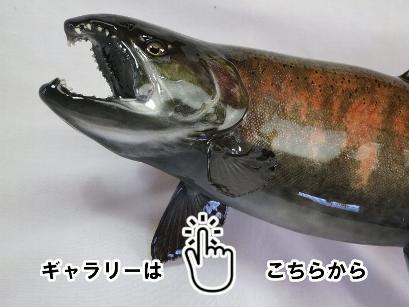 魚類剥製工房 東海釣魚堂❘淡水魚 トラウト ギャラリー