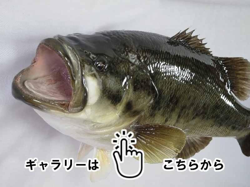 魚類剥製工房 東海釣魚堂❘淡水魚 ブラックバス他 ギャラリー