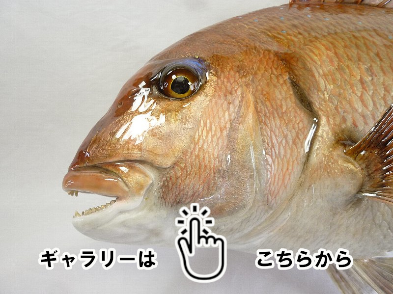 魚類剥製工房 東海釣魚堂❘海水魚 ギャラリー