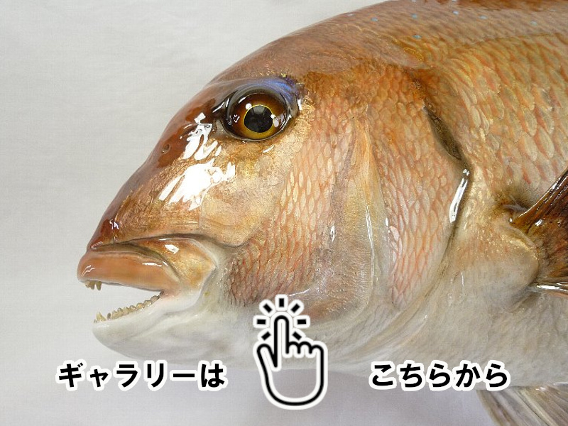 魚類剥製工房 東海釣魚堂❘海水魚 ギャラリー