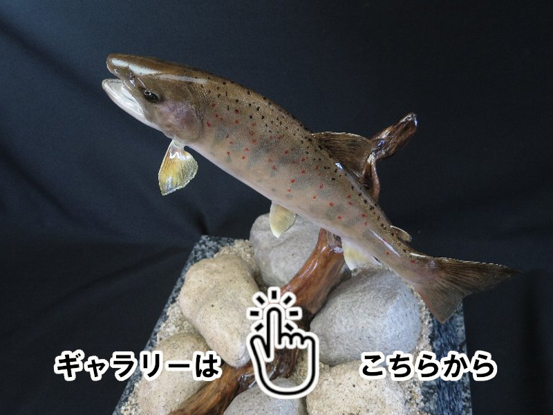 魚類剥製工房 東海釣魚堂❘完成販売品