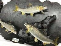 価格表 魚類専門はく製工房 東海釣魚堂 価格表 魚類専門はく製工房 東海釣魚堂